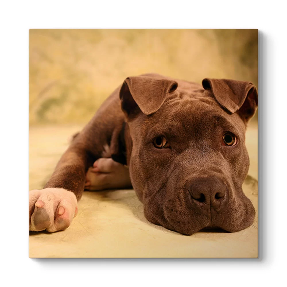 Yavru Pitbull Tablosu - Model 3
